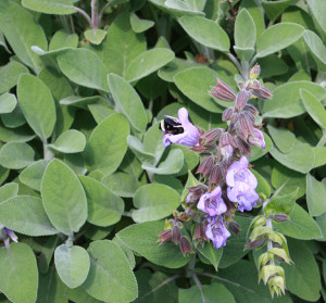 Sage leaves and flowers